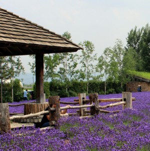 Biei